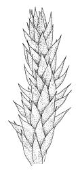 Ischyrodon. lepturus, branch detail. Drawn from B.H. Macmillan 71/279, CHR 163468.
 Image: R.C. Wagstaff © Landcare Research 2014 